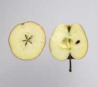 Gloster æble